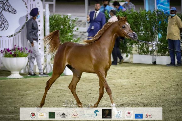 وسيم الباهية (ع ج مرزان xع ج وفاء) لإبراهيم كمال