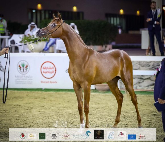 وسيم الباهية (ع ج مرزان xع ج وفاء) لإبراهيم كمال