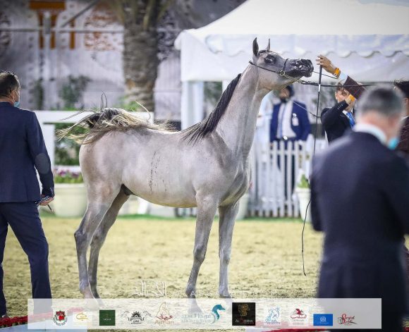 : دي شرار (دي سراج xاف تي شيلا) مربط دبي