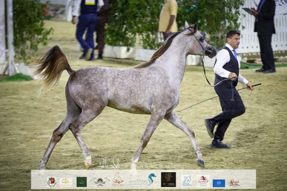 ع ج ريدان (دي سراج x ع ج برواز) مربط عجمان