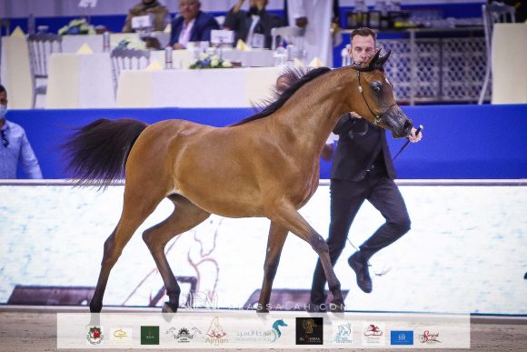 آر اي كي عنود (اف ايه الرشيم x ورد العاديات) مربط رأس الخيمة