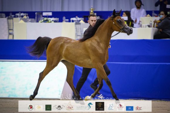 آر اي كي عنود (اف ايه الرشيم x ورد العاديات) مربط رأس الخيمة