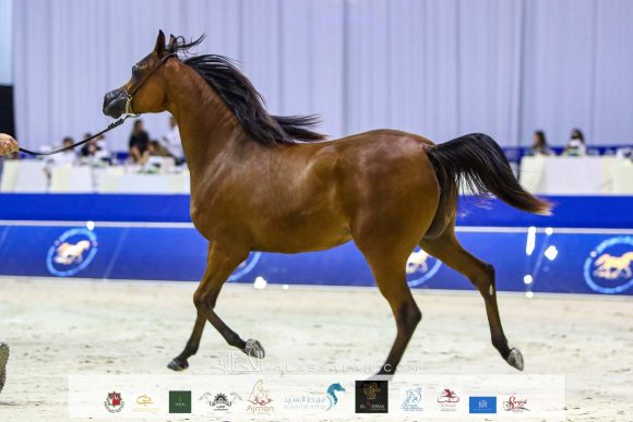 ع ج العلا (ع ج مرزان x اية المعود) مربط عجمان