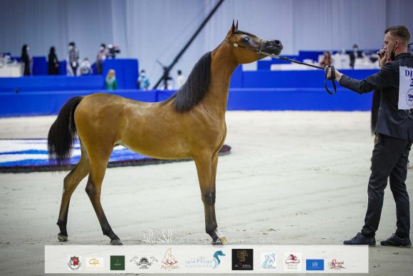 آر اي كي عنود (اف ايه الرشيم x ورد العاديات) مربط رأس الخيمة