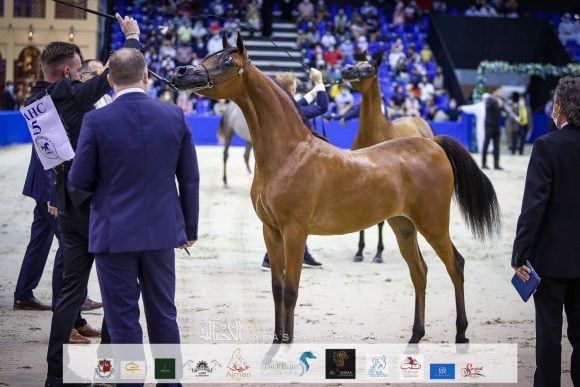 آر اي كي عنود (اف ايه الرشيم x ورد العاديات) مربط رأس الخيمة