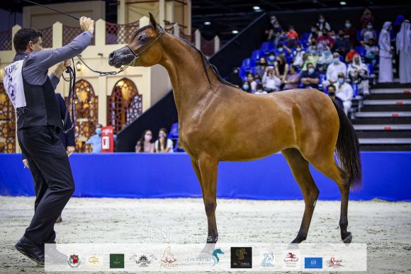 ع ج العلا (ع ج مرزان x اية المعود) مربط عجمان