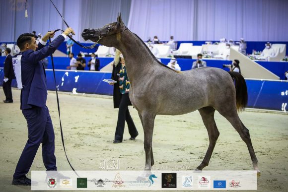 دي بيسان (دي سراج x ار ايه اتش روزاليا) مربط دبي