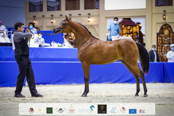 ع ج العلا (ع ج مرزان x اية المعود) مربط عجمان