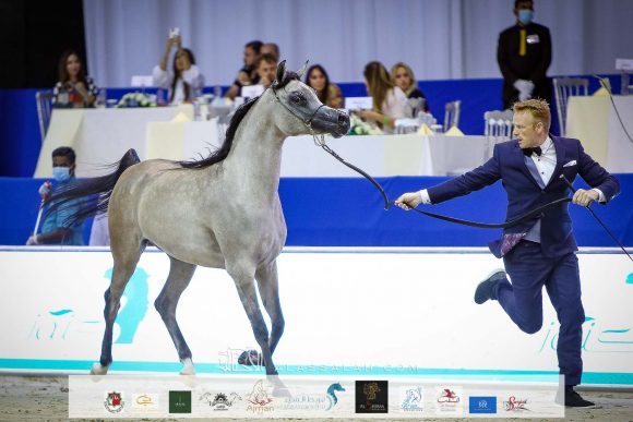 الأريام بنفسج ( دومنيك ام x الأريام بسمة) مربط عجمان