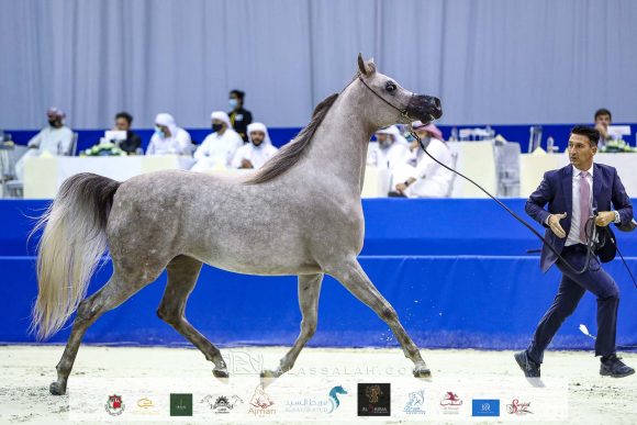 دي جودي (ع ج عزام x إيلي فلامينكا) مربط دبي