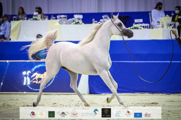 دي فنانة (اكسكاليبور x إيلي فلامنيكا ) مربط دبي