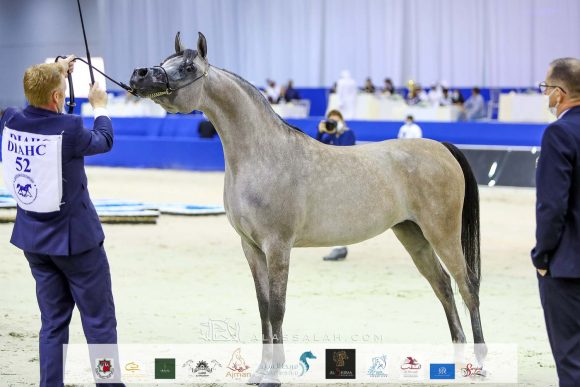 الأريام بنفسج ( دومنيك ام x الأريام بسمة) مربط عجمان