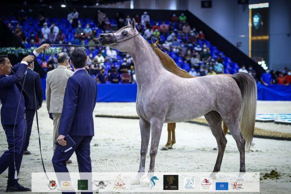 دي جودي (ع ج عزام x إيلي فلامينكا) مربط دبي