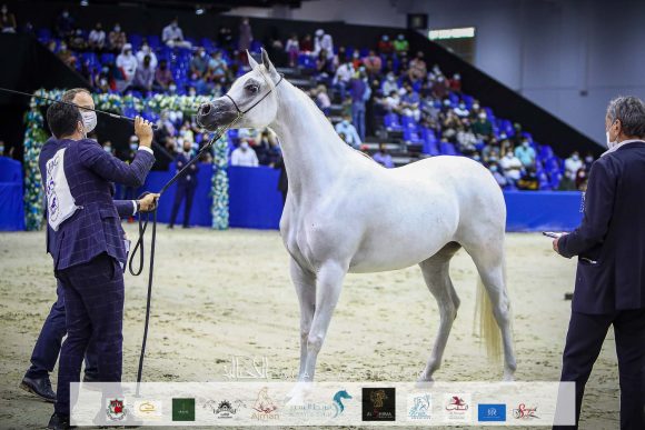 دي فنانة (اكسكاليبور x إيلي فلامنيكا ) مربط دبي