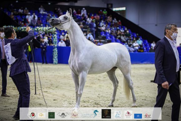 دي فنانة (اكسكاليبور x إيلي فلامنيكا ) مربط دبي