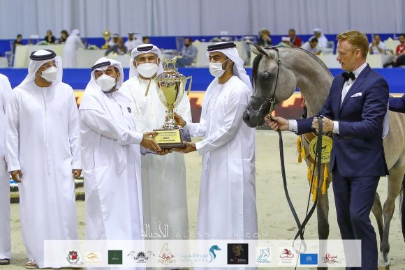 الأريام بنفسج ( دومنيك ام x الأريام بسمة) مربط عجمان