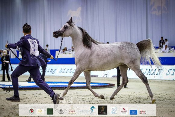 دي شيهانة (اف ايه الرشيم  xدي شهللا) مربط دبي