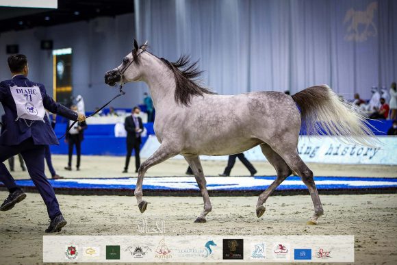 دي شيهانة (اف ايه الرشيم  xدي شهللا) مربط دبي