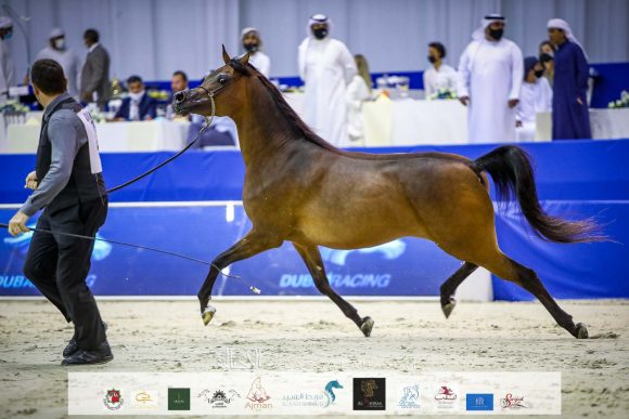 ع ج تريم (ايمرالد جي x ايسبنيلا) مربط عجمان