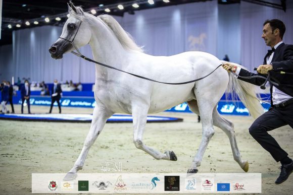 بنت هازي الخالدية (البلاشيوفو x هازي الخالدية) مربط الخشاب