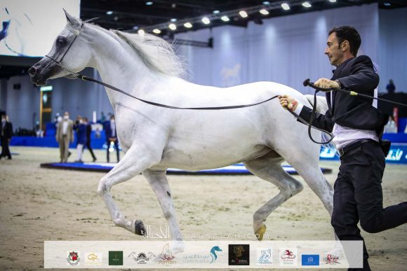 بنت هازي الخالدية (البلاشيوفو x هازي الخالدية) مربط الخشاب