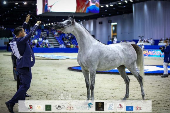دي شيهانة (اف ايه الرشيم  xدي شهللا) مربط دبي