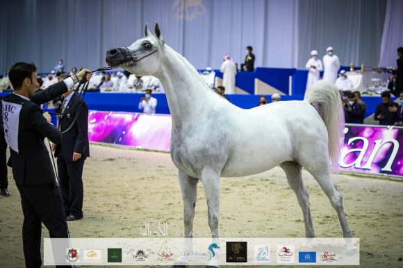 بنت هازي الخالدية (البلاشيوفو x هازي الخالدية) مربط الخشاب