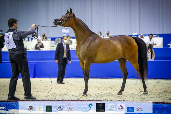 ع ج تريم (ايمرالد جي x ايسبنيلا) مربط عجمان