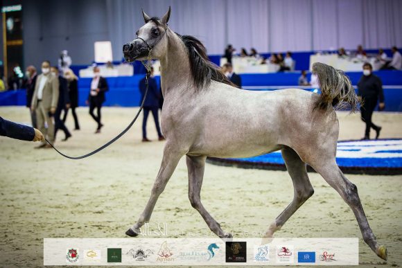 دي شرار ( دي سراج x اف تي شيلا) مربط دبي