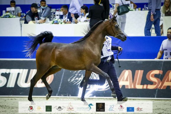 دي راسل (اف ايه الرشيم x ليدي فيرونيكا) مربط دبي