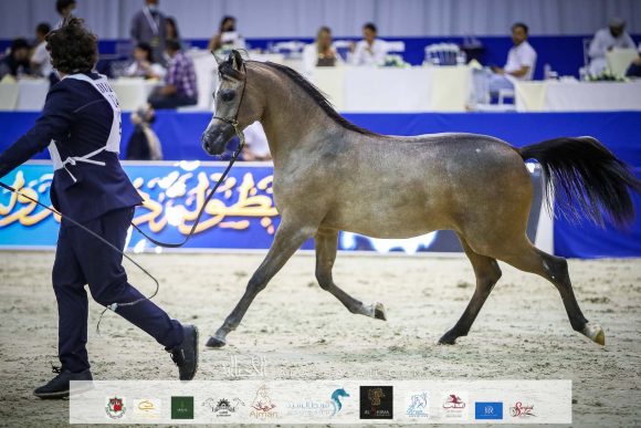 اي ال ار بركان (اس كيو بركان x يعقوبية الزبير) مربط خليفة محمد سيف السويدي