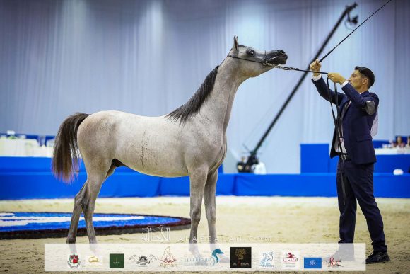 دي شرار ( دي سراج x اف تي شيلا) مربط دبي