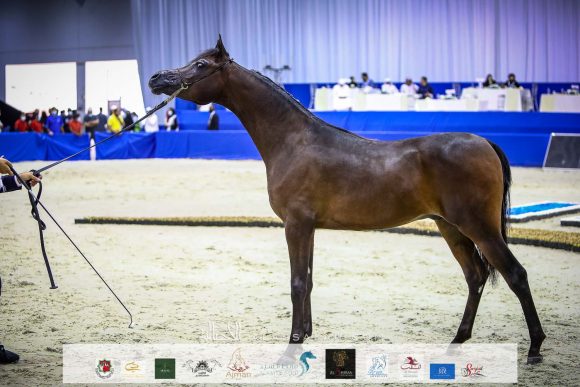 دي راسل (اف ايه الرشيم x ليدي فيرونيكا) مربط دبي