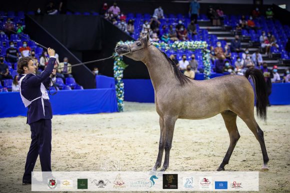 اي ال ار بركان (اس كيو بركان x يعقوبية الزبير) مربط خليفة محمد سيف السويدي