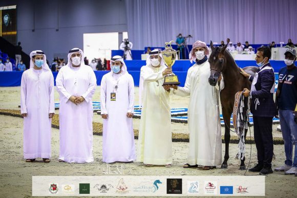 دي راسل (اف ايه الرشيم x ليدي فيرونيكا) مربط دبي