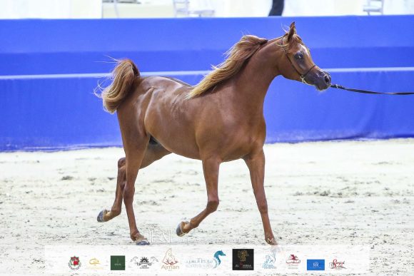 ارجوان البداير (ع ج مرزان x الزيندرا البداير) مربط البداير