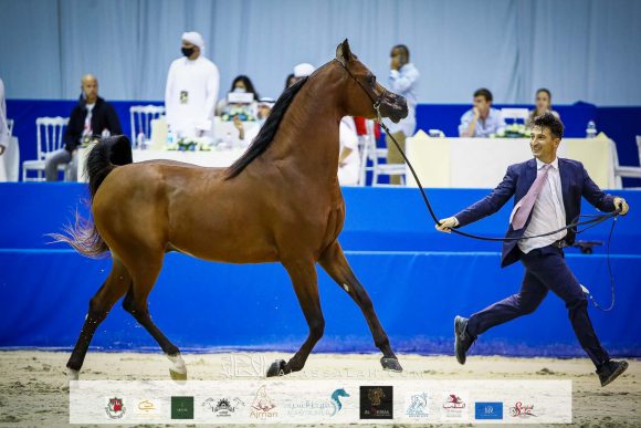 دي شيماز (اف ايه الرشيم x ليدي فيرونيكا) مربط دبي