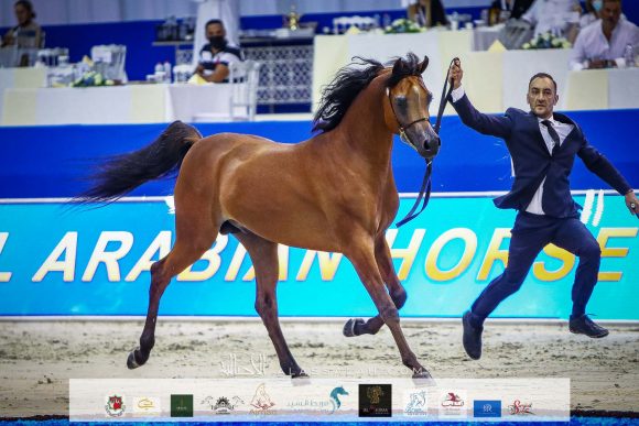 ار اف اي يونيك (اي اف ميدان x ار اف اي الترا المكتوب) رابطة اي اف اي يونيك