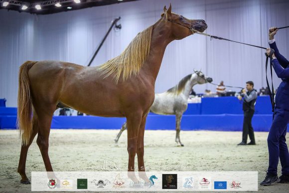 ارجوان البداير (ع ج مرزان x الزيندرا البداير) مربط البداير