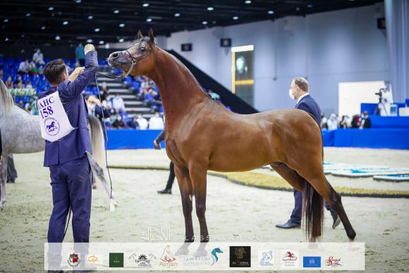 دي شيماز (اف ايه الرشيم x ليدي فيرونيكا) مربط دبي