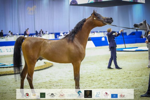 ار اف اي يونيك (اي اف ميدان x ار اف اي الترا المكتوب) رابطة اي اف اي يونيك