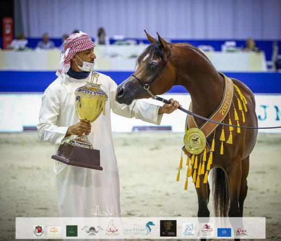 دي شيماز (اف ايه الرشيم x ليدي فيرونيكا) مربط دبي