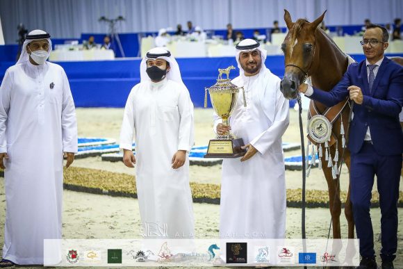 ارجوان البداير (ع ج مرزان x الزيندرا البداير) مربط البداير
