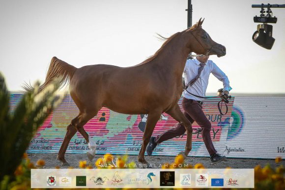 منار الهواجر (دومنيك ام x فلينتينا اف) لسلطان خليفة اليحيائي