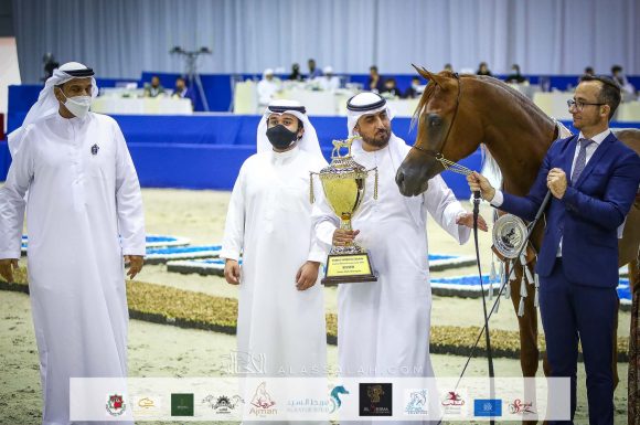 ارجوان البداير (ع ج مرزان x الزيندرا البداير) مربط البداير