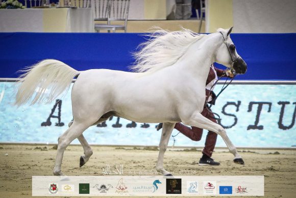 إي اس برينس (إي اس سراب x راغد الناصر) مربط الشيخ عبد الله بن ماجد القاسمي