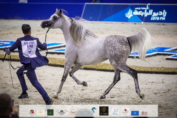 دي سراج (اف ايه الرشيم X ليدي فيرونيكا) مربط دبي