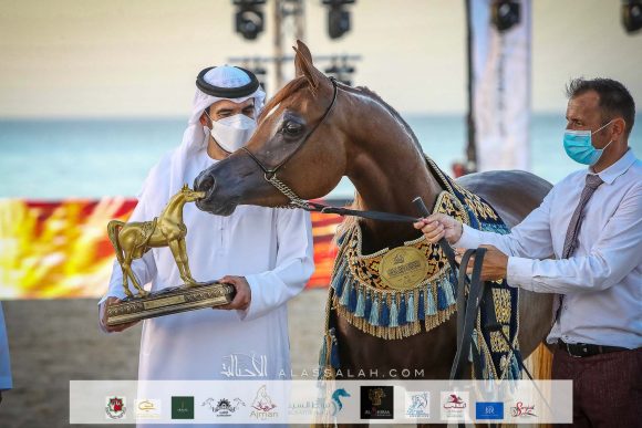 منار الهواجر (دومنيك ام x فلينتينا اف) لسلطان خليفة اليحيائي