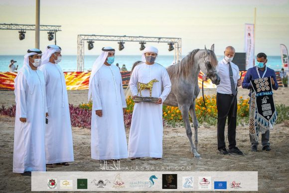 ميرال بي دي (دي مشاري x سمبلي سانسيشونال) لناصر أحمد علي بن ضاحي ال علي