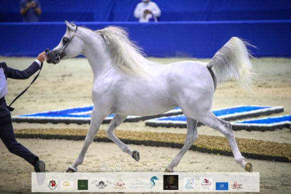 إي اس حرير (ع ج دينار x تي اف ماغنومس ماجيك) مربط الصقران